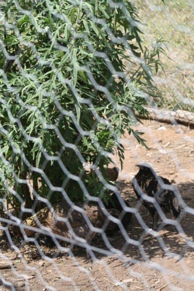As the herbs grow in their small protected areas, the chickens can eat the leaves, seek shelter from winds, and shade from the sun.