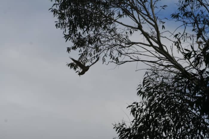 Life returned to normal when the Brown Goshawk was back in the air. My poultry hopefully feel safe in the covered chicken run, and only have to fear birds of prey when they are out free-ranging.