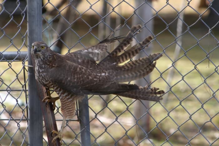 Brown Goshawk perched at the end of the chicken run while my chickens hid under their house. Despite spending an entire night plus at least five hours of daylight in a confined space with my poultry, the hawk didn't manage to catch a meal.