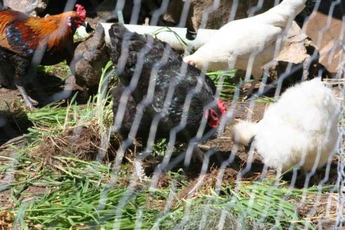 There's plenty of fresh food for a hawk in my chicken run. At the moment there's lots of hens, a couple of roosters, and even a few small chicks.