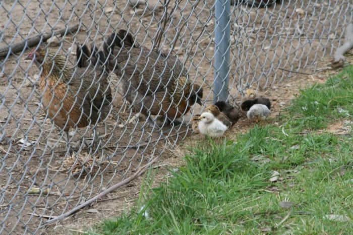 When they are tiny, chicks can fit through the wire mesh in the chicken run fence.