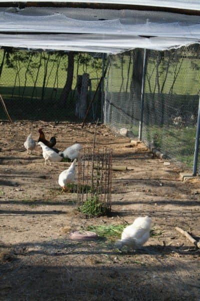 This photo shows my chicken run while we were covering it with netting, and planting herbs to grow. Tall plants now interrupt the direct flight path from one end of the yard to the other.