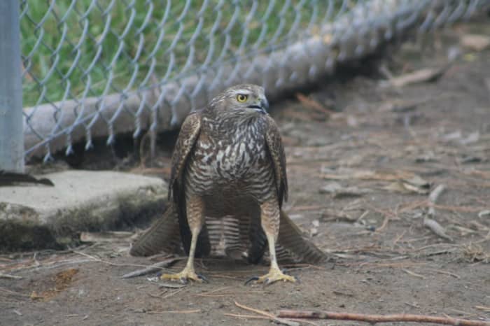 Hawks like to approach their prey from the air. On ground level, eye to eye with protective mother hens and a couple of feisty roosters, this young Brown Goshawk was far less effective at catching its prey.