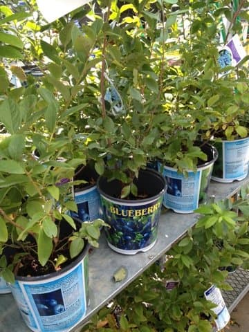 You can often find great deals on blueberries and other berry plants if you look to purchase them in the fall.
