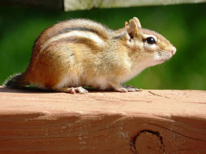 How to Control Chipmunks in Your Garden and Yard - Dengarden