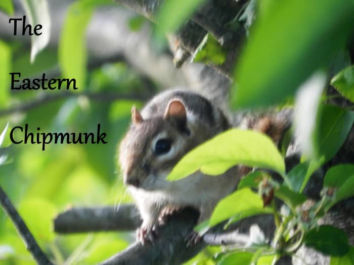 Learn how to stop the Eastern Chipmunk from raiding your bird feeder, wrecking your garden and driving you insane.