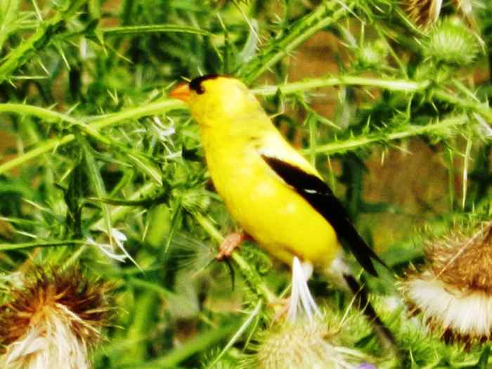 How to Attract Goldfinches to Your Backyard Feeder Dengarden