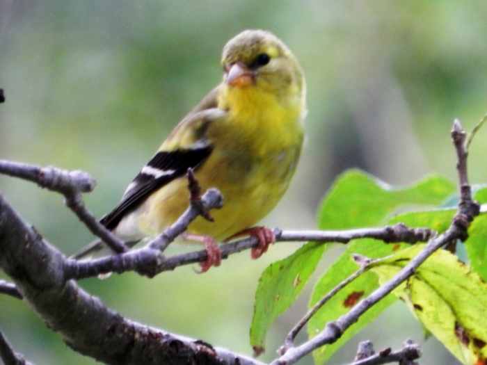 How to Attract Goldfinches to Your Backyard Feeder Dengarden