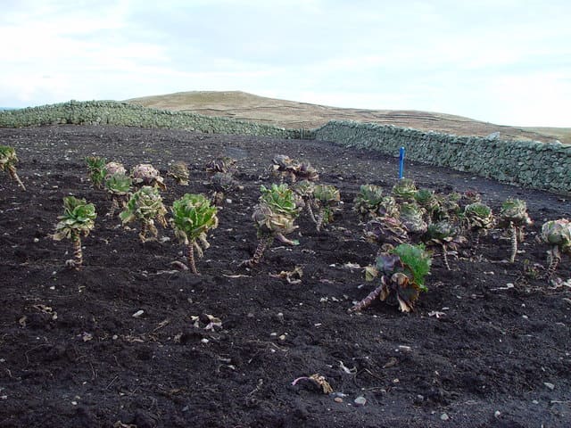 blackleg