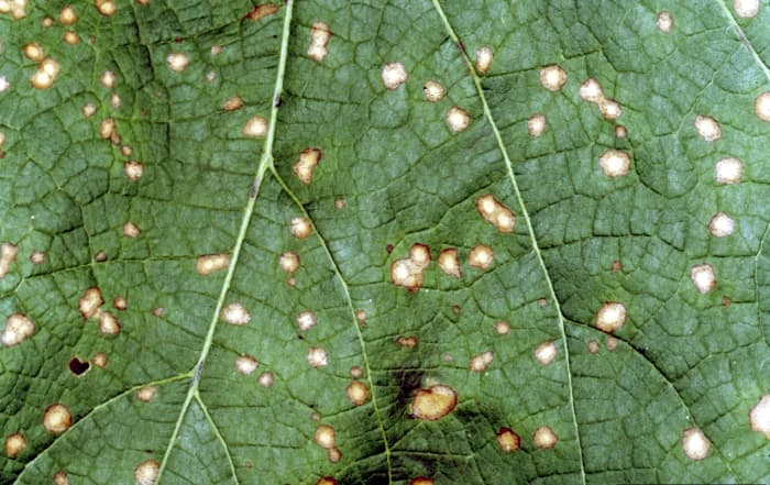 frogeye leaf spot