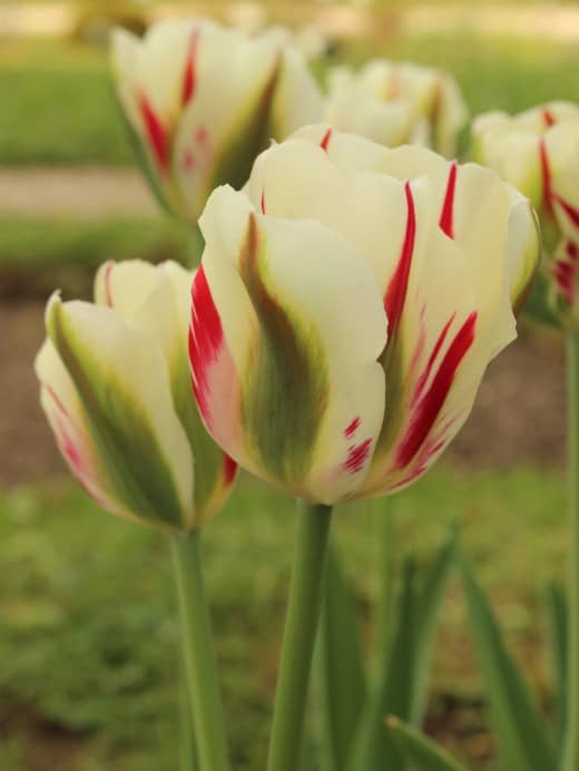 How to Plant and Care for Spring-Blooming Tulips - Dengarden