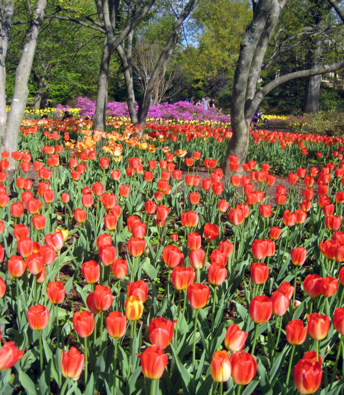 How to Plant and Care for Spring-Blooming Tulips - Dengarden