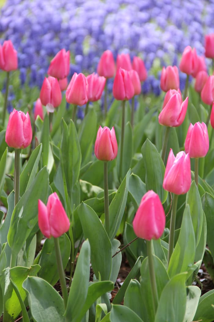 How to Plant and Care for Spring-Blooming Tulips - Dengarden