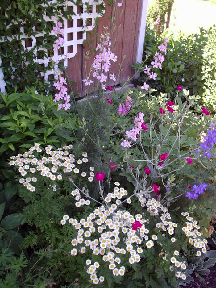 How to Grow Rose Campion, a Cottage Garden Favorite - Dengarden - Home