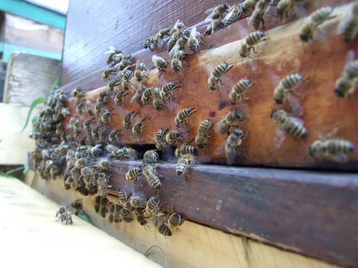 bees nesting outside due to an unfavorable weather condition.