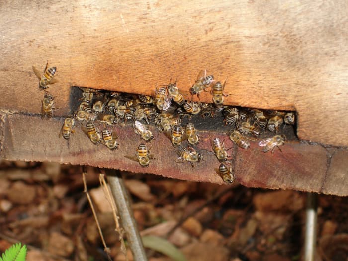 (Above: Bees nesting on the hive entrance.) Read this guide to learn how to control your bees by preventing them from leaving your hive.