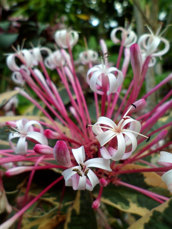 Starburst (also called Shooting Star) is spectacular when in full bloom with its cluster of pale rose flowers.