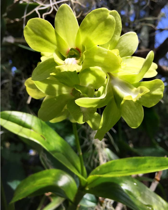 Green is a secondary color but also considered as a neutral color because it's the common color of foliage. Not many flowers come in green. Here's a Dendrobium orchid with bright green blooms.