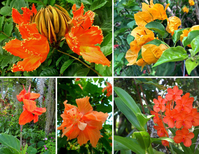 Orange is one of secondary colors and also a warm color. Clockwise from top left: Tulip tree; Bougainvillea; Vanda orchid; Hibicus 'Orange Sherbet'; Canna lily.
