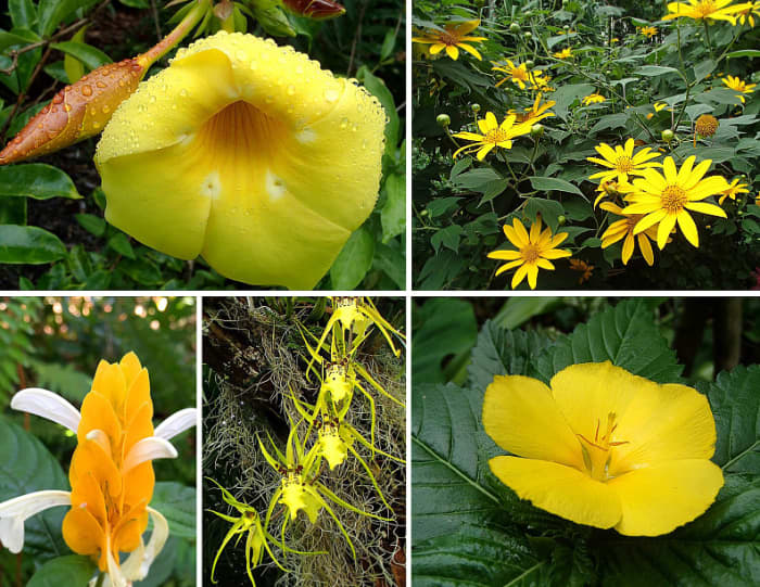 Yellow is one of the primary colors and a warm color. Clockwise from top left: Allamanda; Tree Marigold; Buttercups; Spider Orchid; Shrimp Plant.