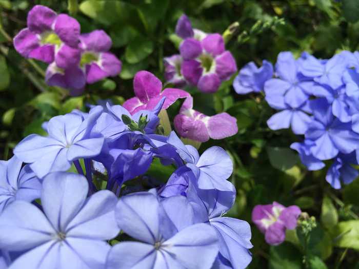 How to Use the Color Wheel to Design Your Flower Garden Dengarden