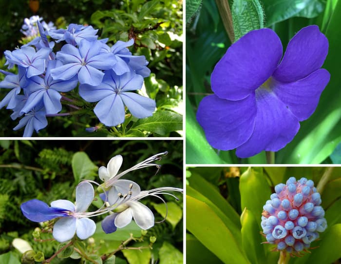 Blue is a primary color and a cool colors. Clockwise from top left: Plumbago; Thunbergia 'Blue Boy'; Bromeliad flower; Blue Butterfly bush.