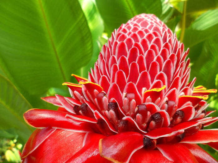 Red is a primary color and the most conspicuous warm color. Red flowers stand out in the garden like this Torch Ginger.