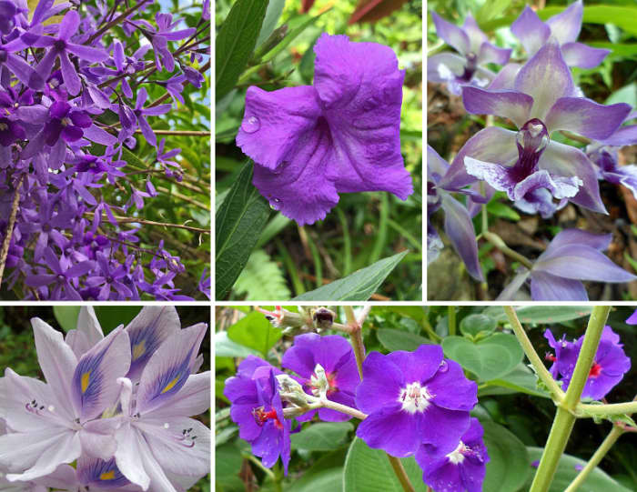 Violet is a soothing cool color and a secondary color. Clockwise from top left: Sandpaper vine; Mexican petunia; Zygopetalum orchid; Tibouchina Glory flower; Water Hyacinth.