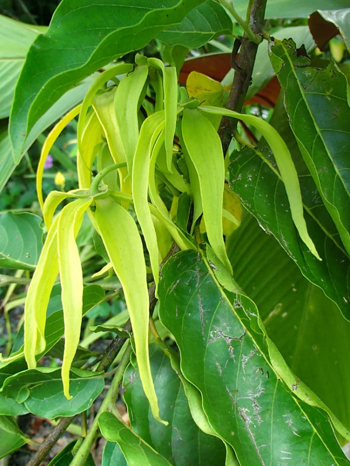 Ylang Ylang flowers are green when young. As the flowers mature, they turn lemony yellow and become extremely fragrant.