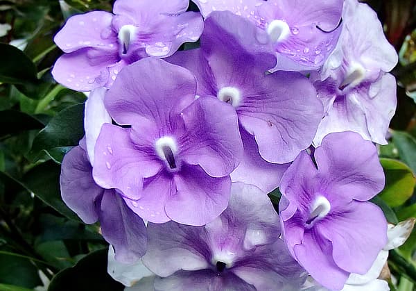 Yesterday-Today-and Tomorrow flowers change from purple to pale lavender to white as they mature.