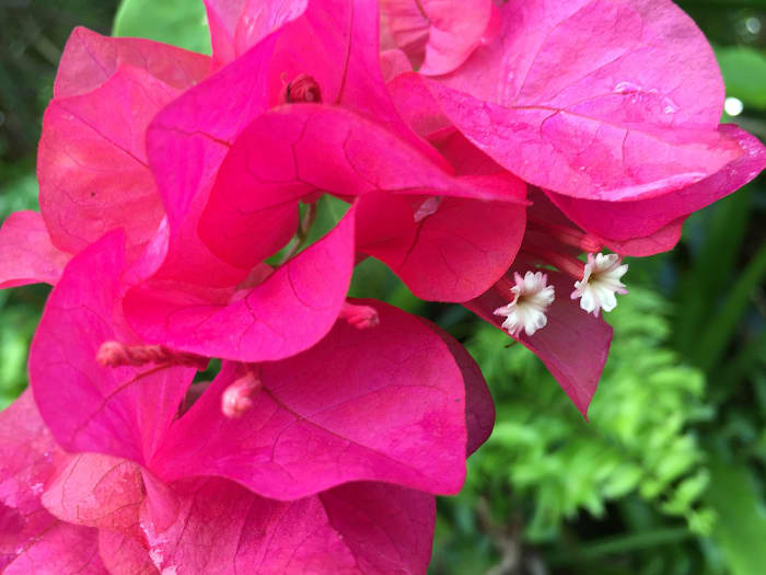 Bougainvillea is perhaps the most common garden flower in Hawaii. This one is in hot magenta color.
