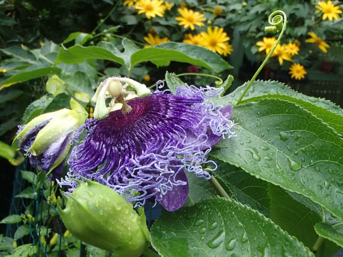 Example of complimentary colors: violet (Purple Passion Flower) and yellow (Tree Marigold).