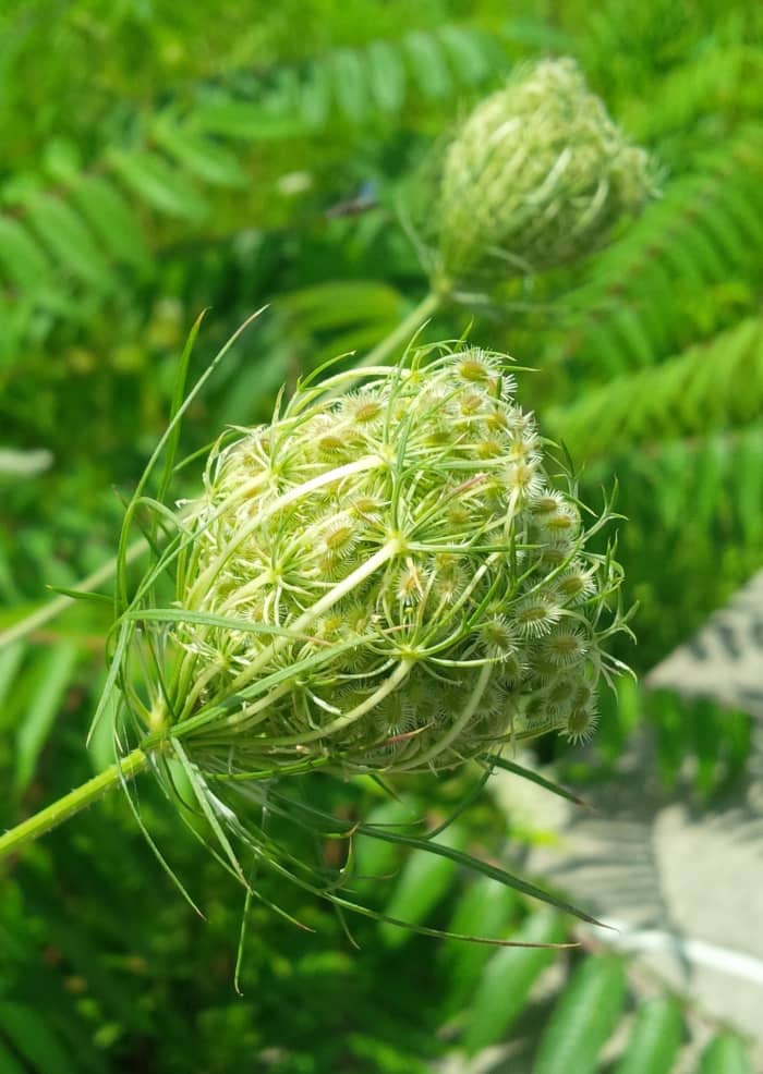 Queen Anne's Lace seedhead. Note the stiff hairs on the seeds which allow them to attach themselves to passing animals to help spread the seeds.