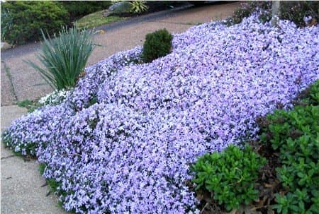 Five Romantic Garden Ground Coverings - Dengarden