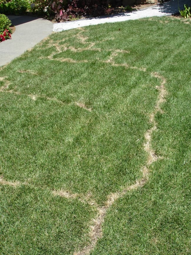 This is a vole-damaged lawn. The obvious tunnel work is easier to see when a lawn starts to dry out.