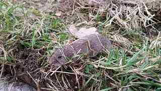 A vole is a type of field mouse although some are found closer to water than in a field