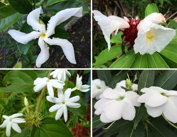 Clockwise from top left: 'Forbidden fruit of India' gardenia (gloriously scented!), crepe ginger (grows wild in Hawaii), impatiens, climbing star jasmine.