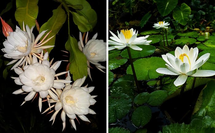 Left: Night-blooming cereus. Right: Night-blooming white water lilies. Both species release incredible exotic perfume into the night air.