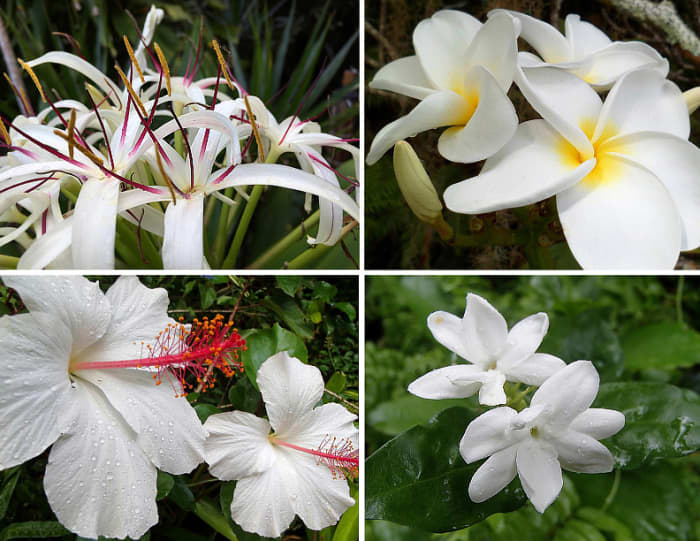 Clockwise from top left: Crinum lily, plumeria, pikake jasmine, white native Hawaiian hibiscus.