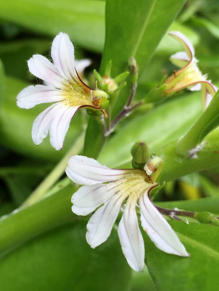 Naupaka grows along the shorelines; its 'half-a-flower' shaped blossom tells a romantic Hawaiian legend.
