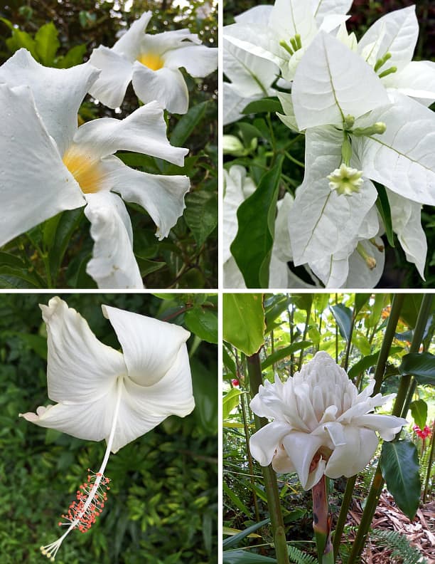 Clockwise from top left: Mandevilla, bougainvillea, white torch ginger, 'Snow White' hibiscus.
