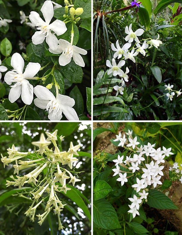 Clockwise from top left: Coral swirl, dendrobium orchid, pentas, night-blooming jasmine.