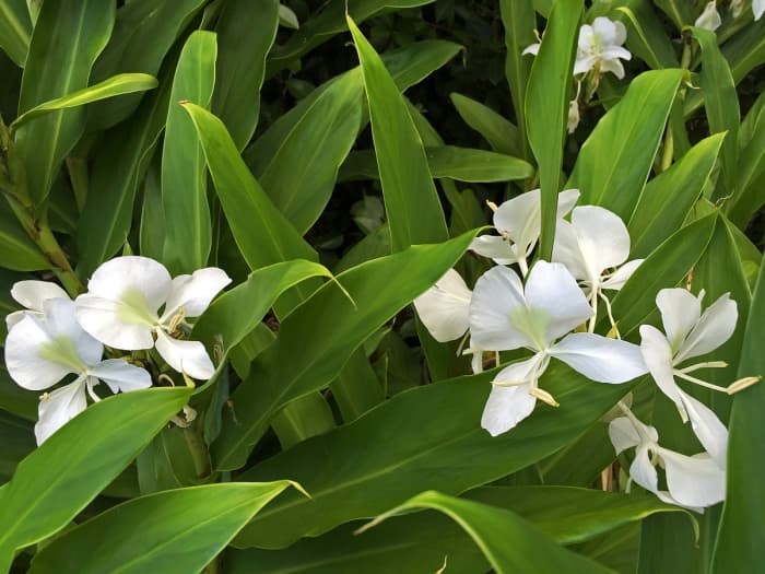 White ginger loves moist, humus-rich soil. They are prolific on the rainy windward side of the Big Island. The flowers have wonderful smell and are popular for making lei.