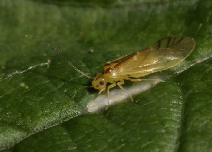 A barklouse with her eggs.