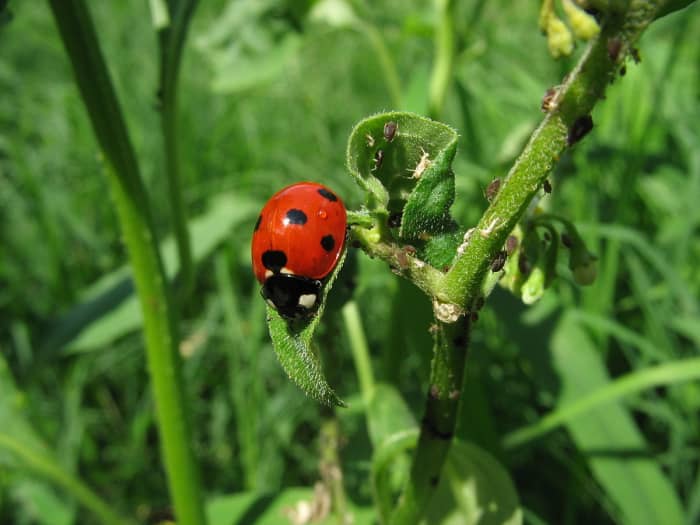 Ladybug will be eating these aphids.