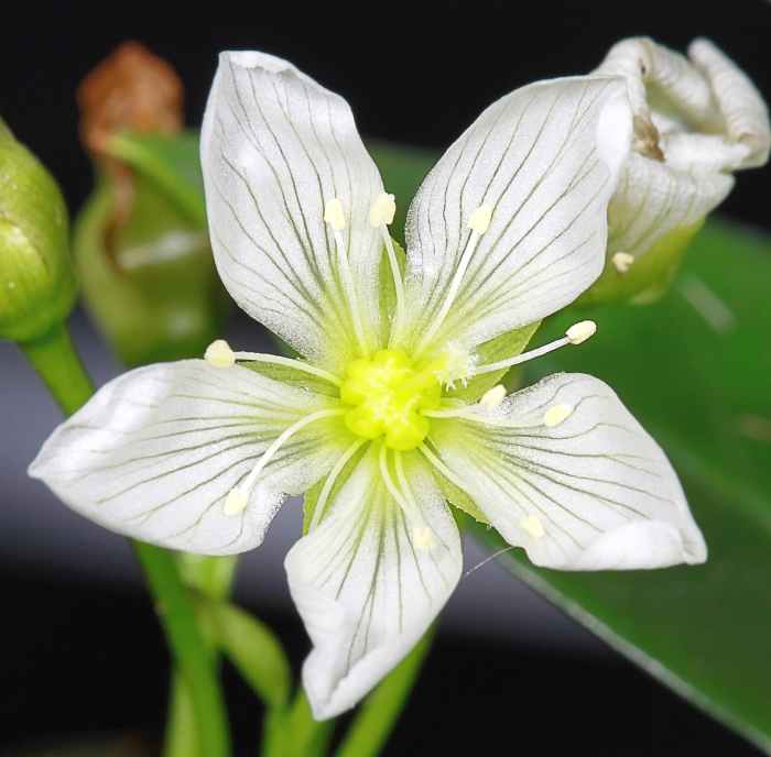 The Fascinating Venus Flytrap A Carnivorous Plant in Trouble Dengarden