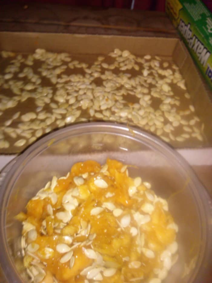Pinch the seeds at the tip while holding them over the tray. Put any pulp back into the bowl and continue the process until you have the desired amount you wish to save. Place the tray in a cool dry place for a week. Rake your hands through the seeds
