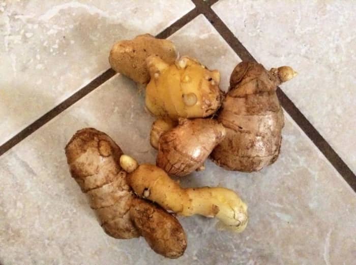 Freshly harvested ginger. Some of these can be replanted (you can see the buds on the end of some of these pieces).