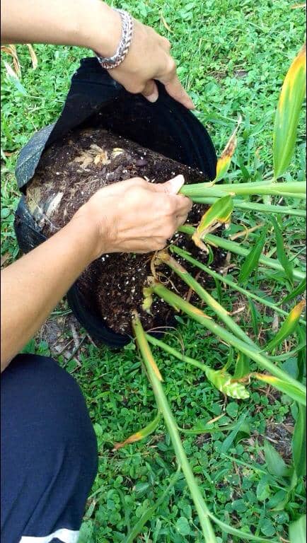 I had to cut the plastic pot to be able to remove the large clump of fresh ginger that was embedded in there.