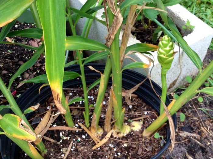 My ginger plant was in bloom just before I harvested it. You can let it go to flower, but since I grow it for the rhizomes and not the flowers, it didn't bother me to get rid of the flower.